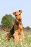 AIREDALE TERRIER 186